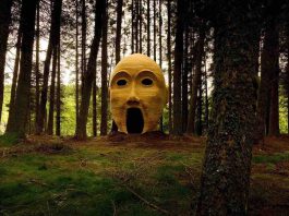 Forest Head