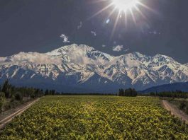 Adrianna Wineyard in Mendoza, Argentina