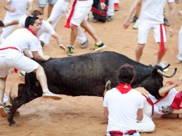 PAMPLONA, SPAIN: People having fun with young bulls at San Fermin festival. Pamplona, Navarra.